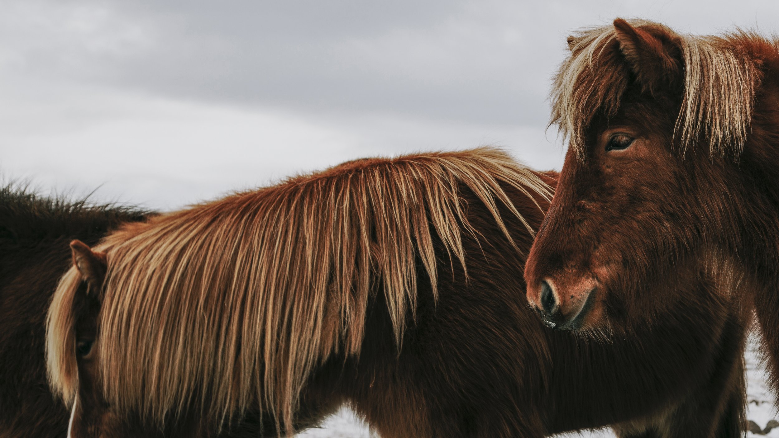 10IcelandHorses3