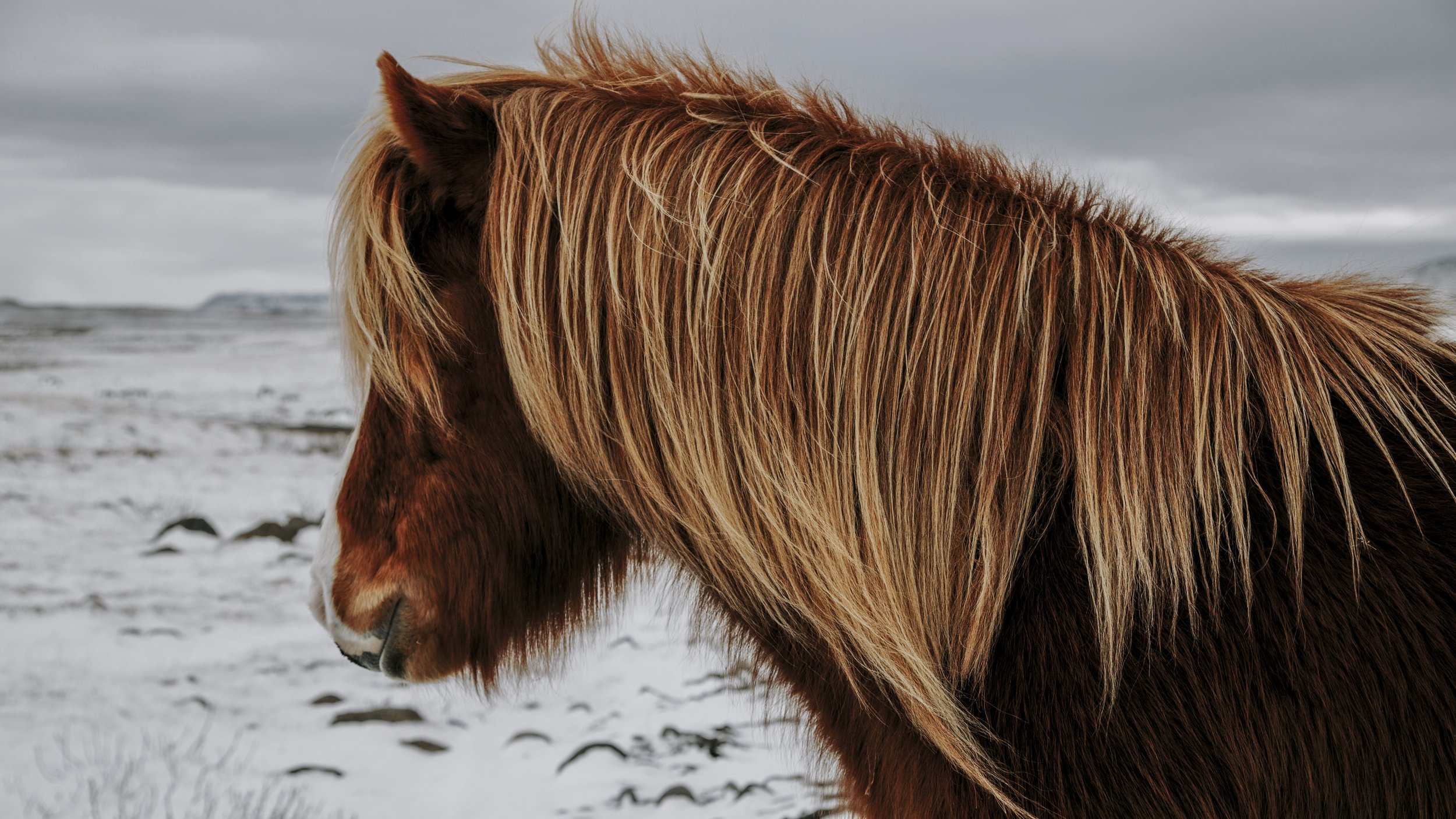 12IcelandHorses5