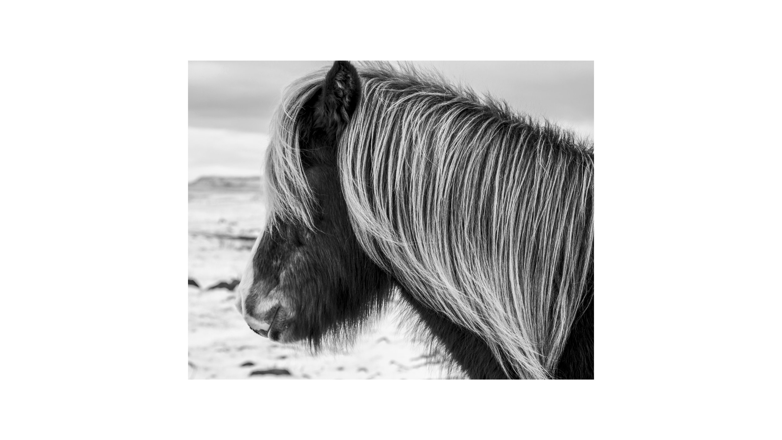 13IcelandHorses6