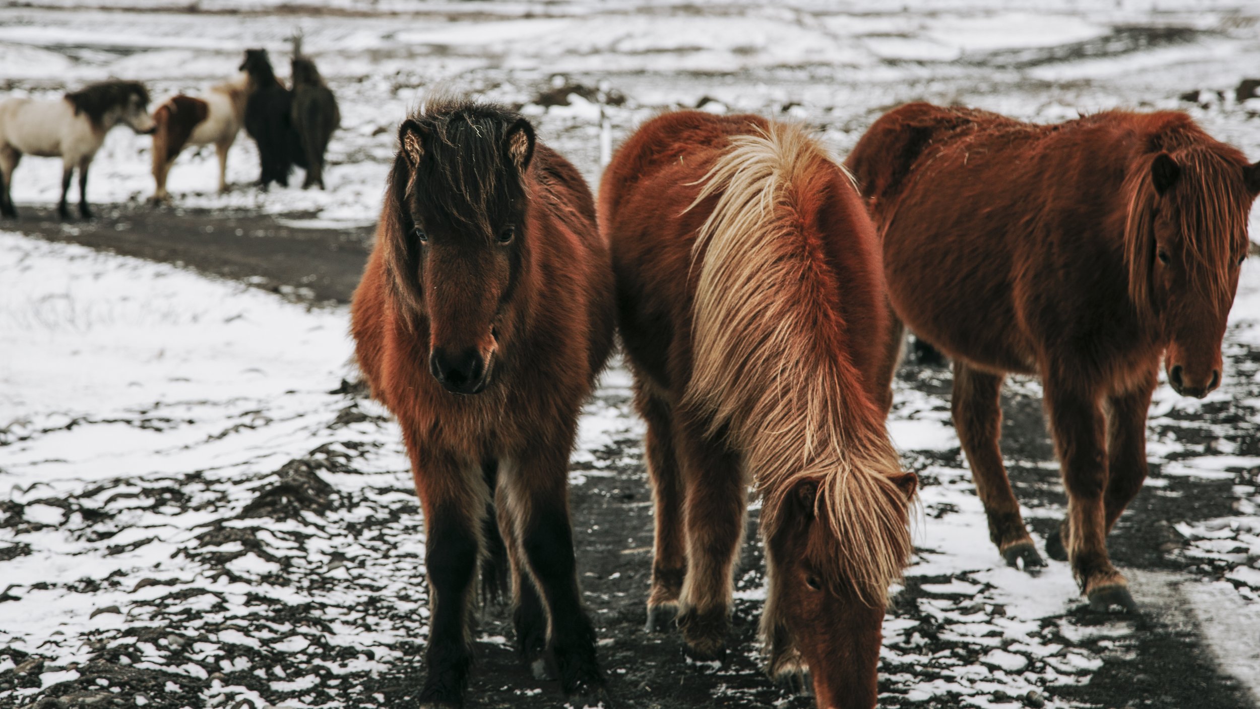 7IcelandHorses1