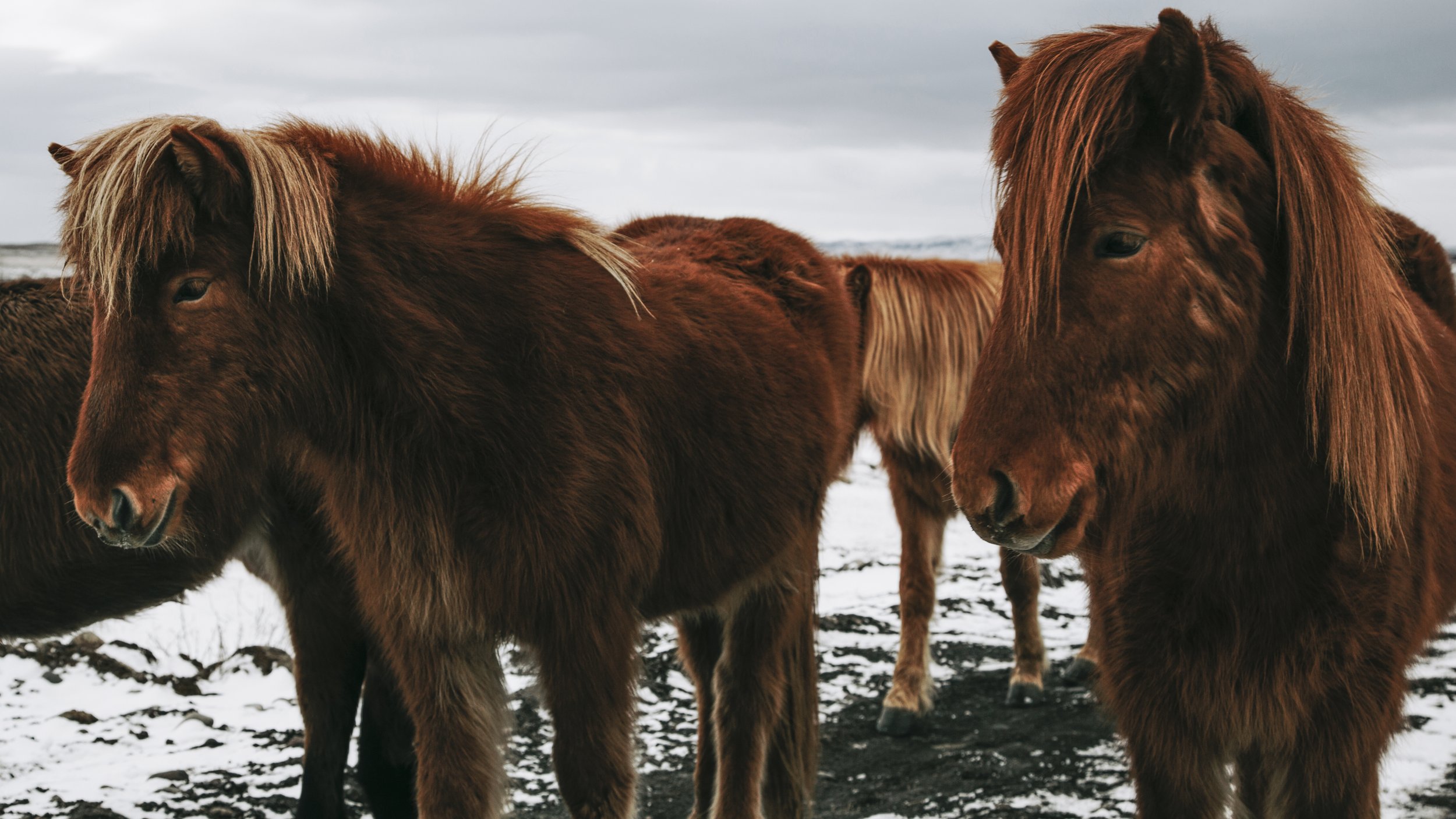 8IcelandHorses2