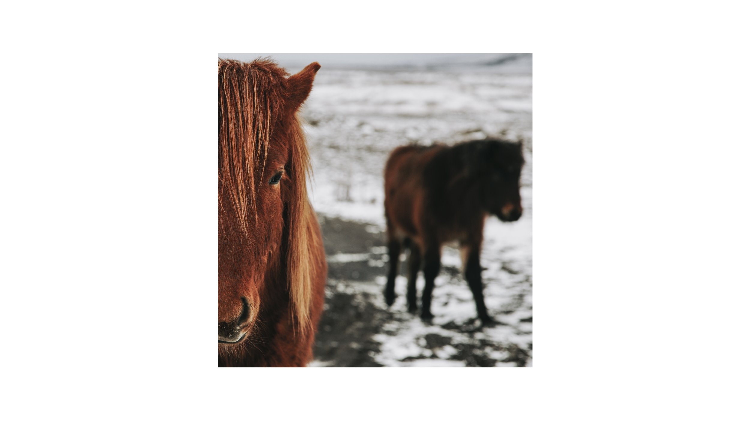 9IcelandHorses3.5